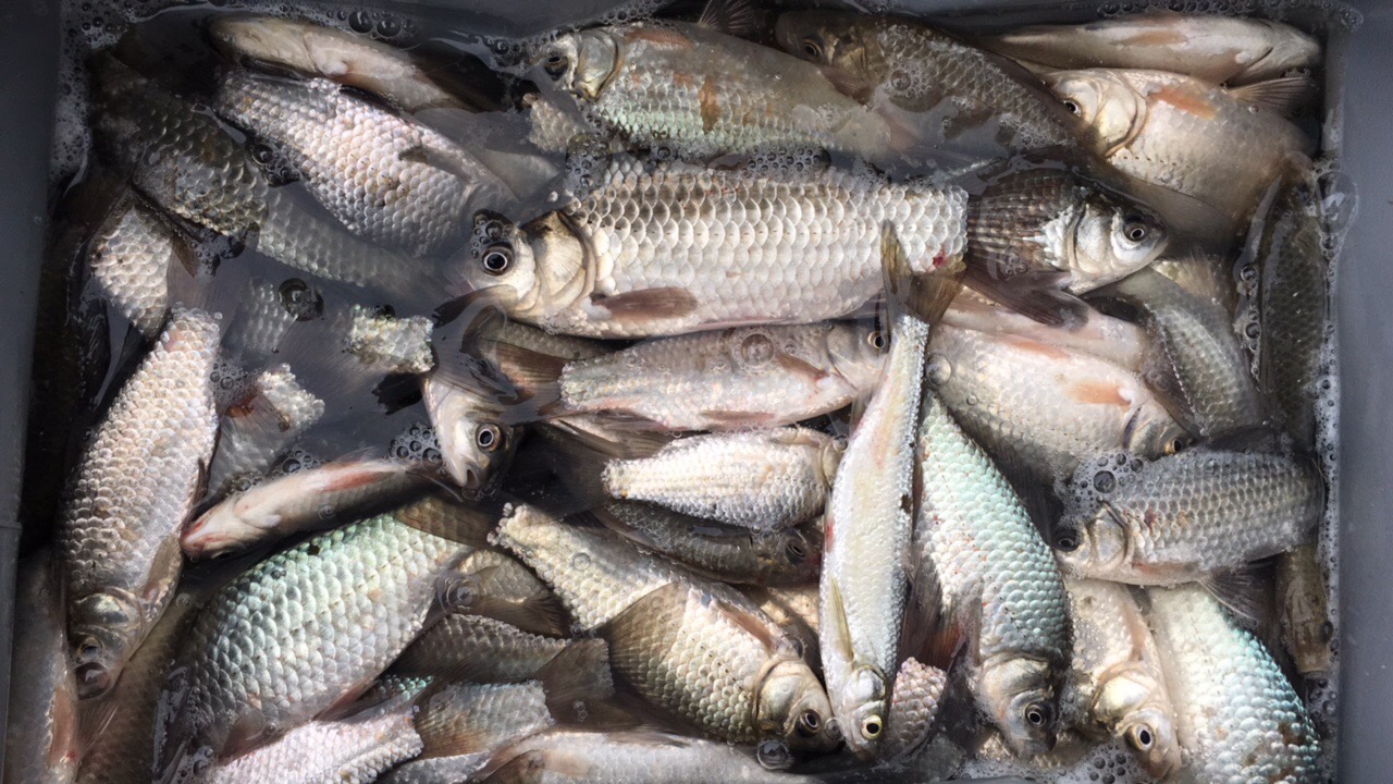 冬季钓鱼技巧之老钓手的秘密,冬季钓鱼的大技巧爆护