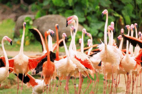 广州动物园对比下长隆野生动物园,广州长隆野生动物园必看项目介绍