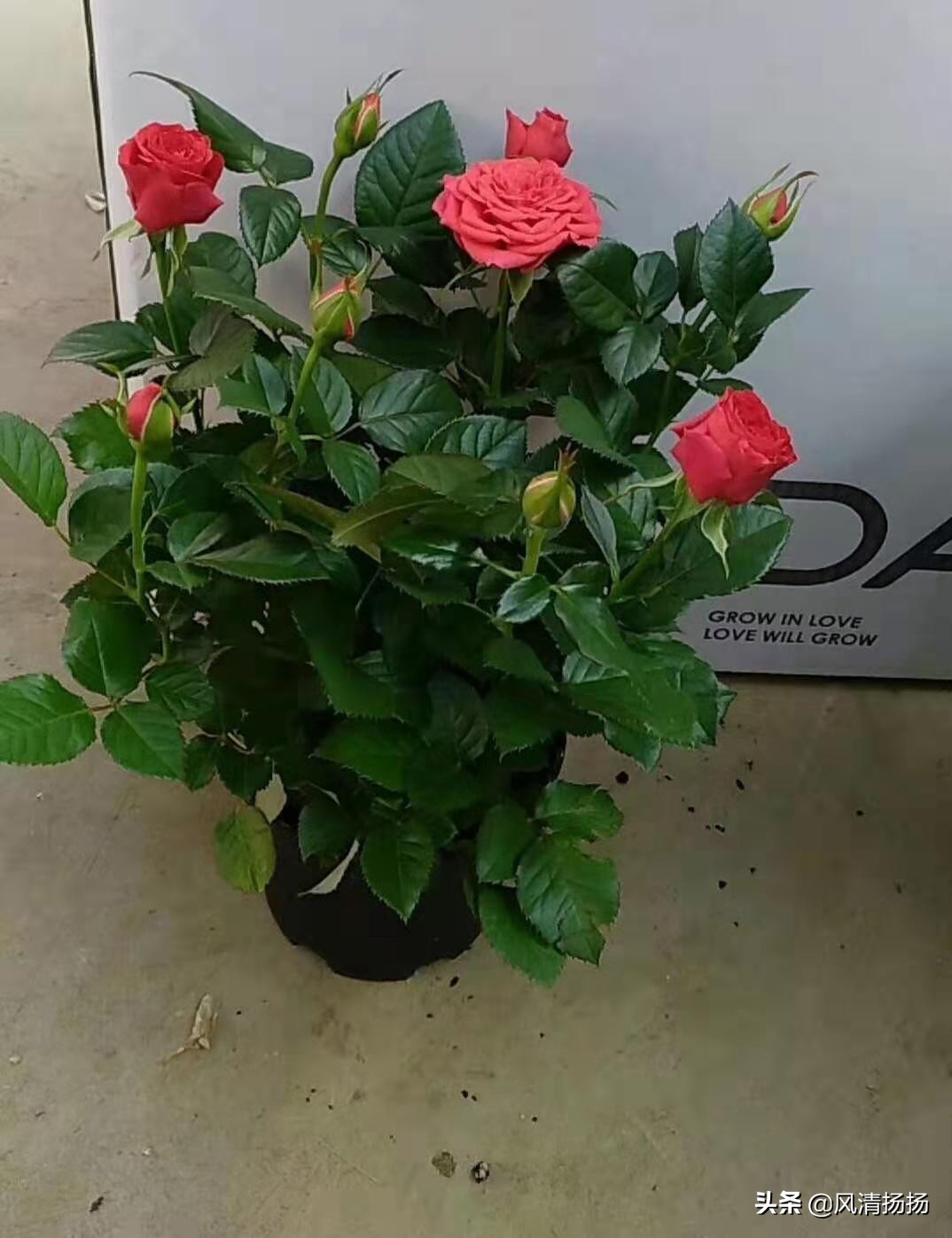 迷你小玫瑰怎样养活,迷你小玫瑰花怎么养才不会枯萎