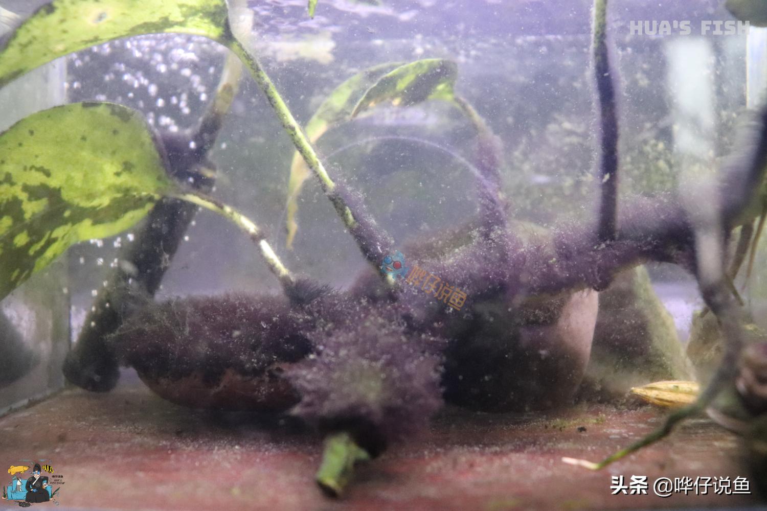 如何防止鱼缸出现黑毛藻,鱼缸里的黑毛藻是啥原因产生的