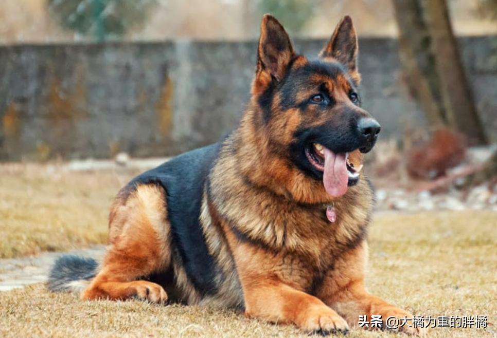 为什么偷狗贼不敢偷有证的狗,养什么宠物狗不容易被偷