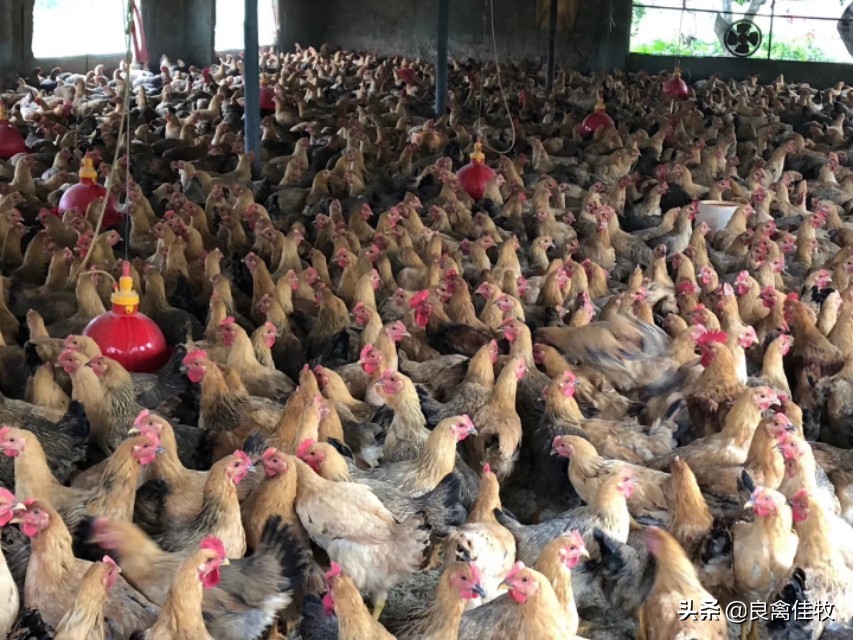 鸡禽流感症状及治疗,鸡得了禽流感用什么药治疗