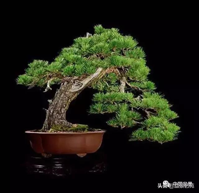 玩盆景必备栽种知识,观赏盆景的意境