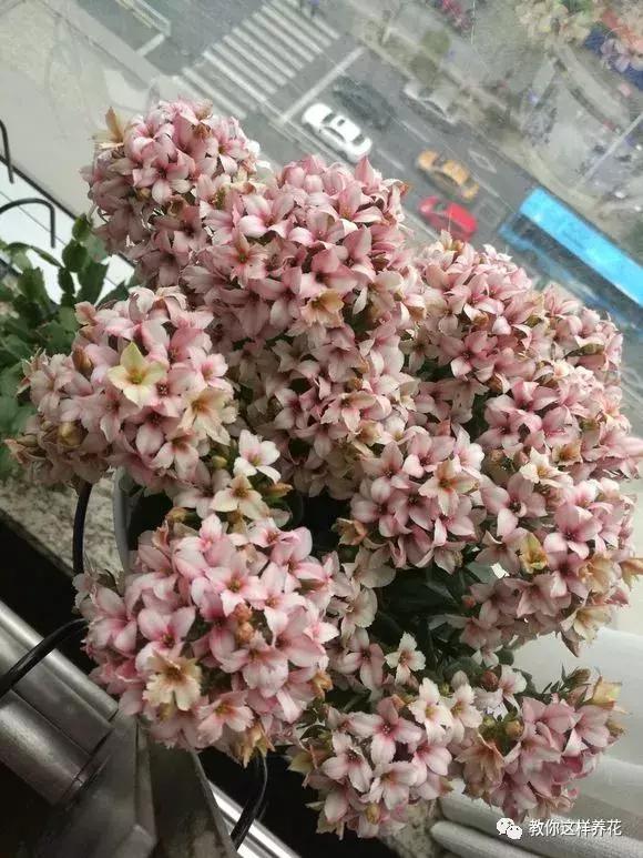 君子兰保命方法,君子兰神奇之处