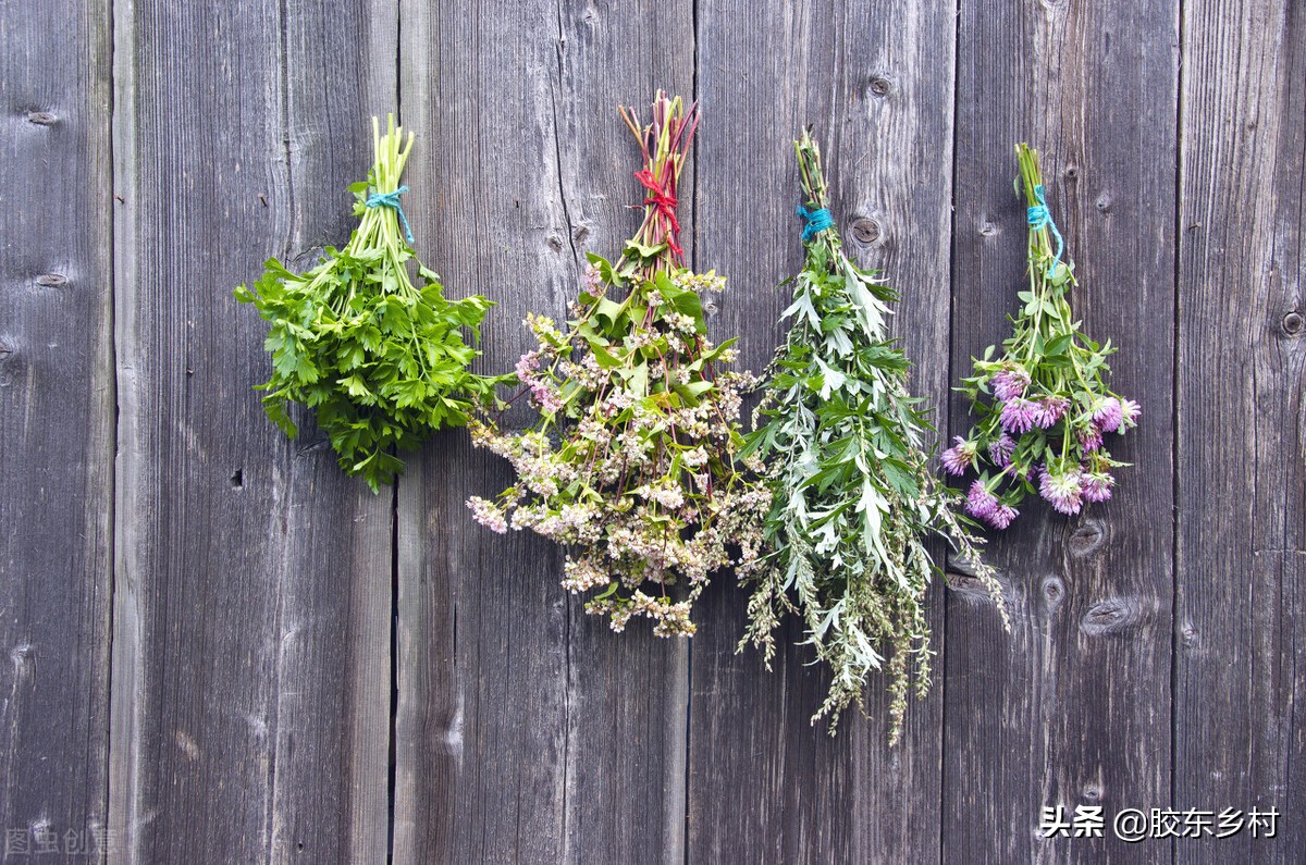 为什么农村过端午挂艾草,端午节挂艾草有哪些讲究快来看看