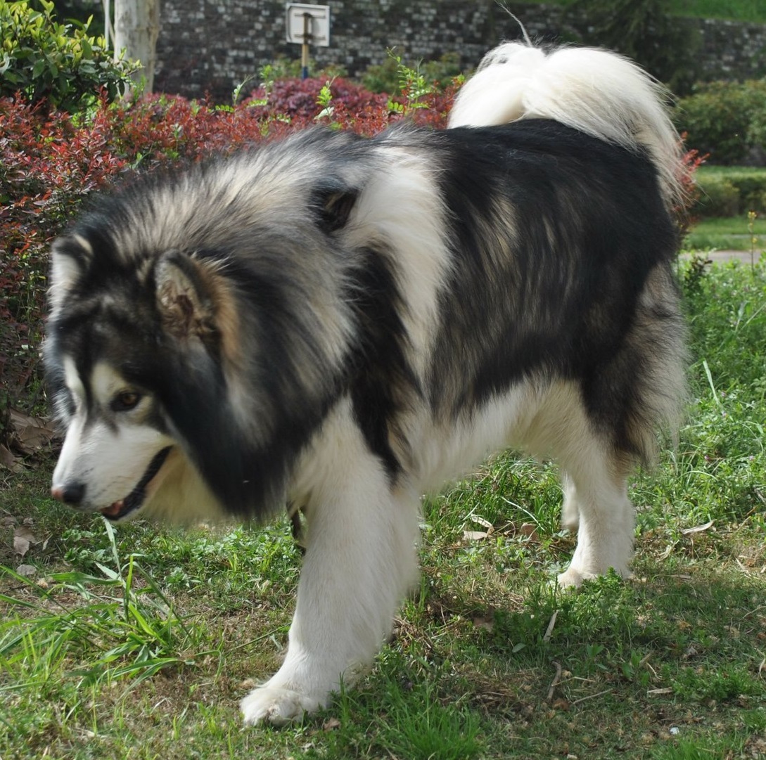 纯种阿拉斯加可以护主吗,巨型阿拉斯加能看家护主吗