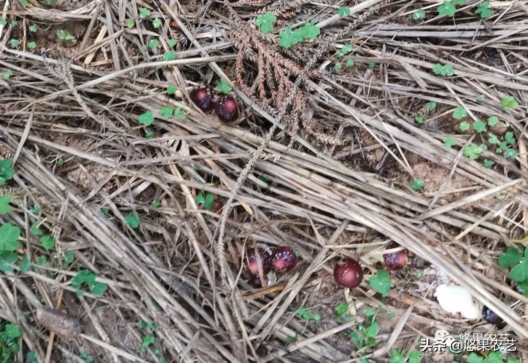 种蘑菇怎么样,松林里面如何种蘑菇