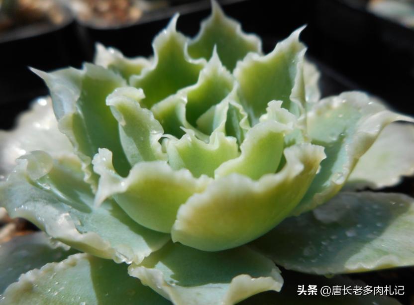 多肉饺子皮夏天,多肉饺子皮该如何养护