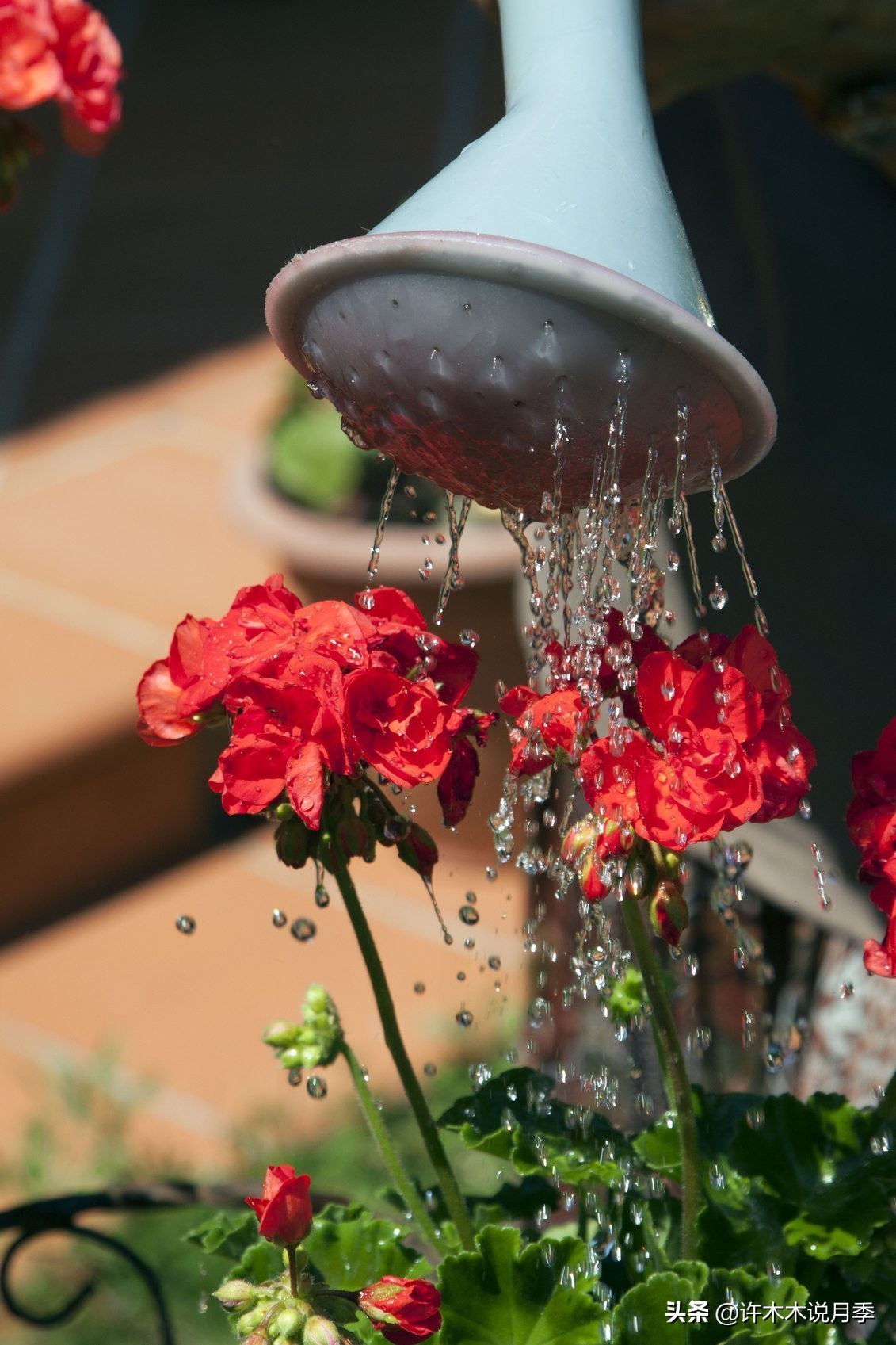 月季应该怎么浇水,月季的浇水注意事项