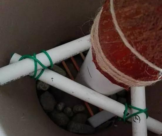 绿萝怎么造型更好看,大绿萝怎么做造型好看