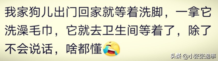 狗狗太肥了怎么才能给它减肥呢,爷爷说狗狗太胖了要减肥