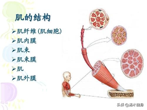 拉韧带和不拉韧带的差别,拉韧带拉的到底是什么