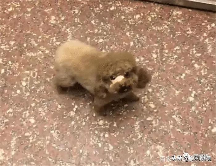 泰迪躲角落里被揍,泰迪坐电梯里视频