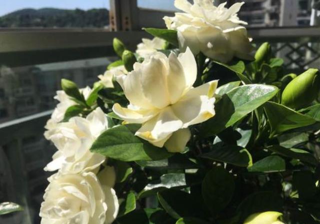 栀子花浇酸水的正确方法,栀子花叶子发黄用什么浇水