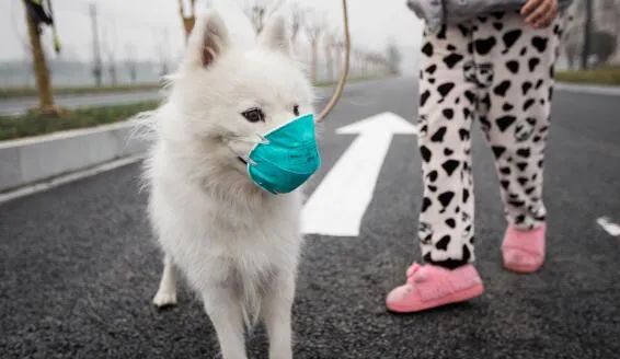 宠物会得肝炎吗,宠物会得新冠肺炎吗