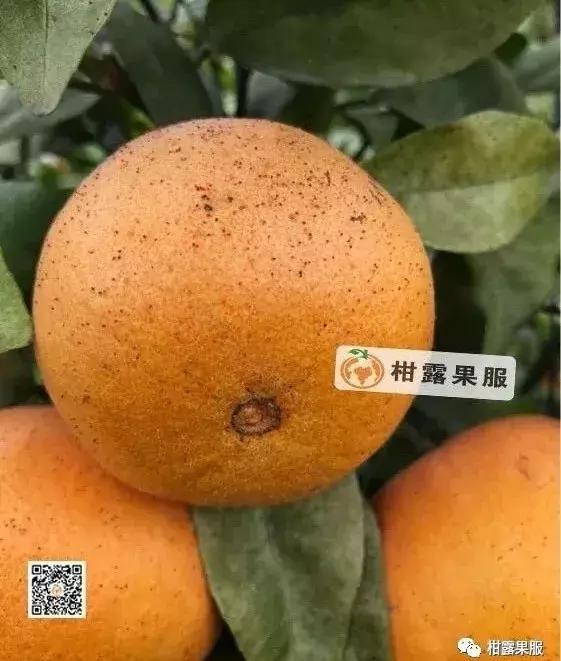 开春有什么好方法,开春除虫