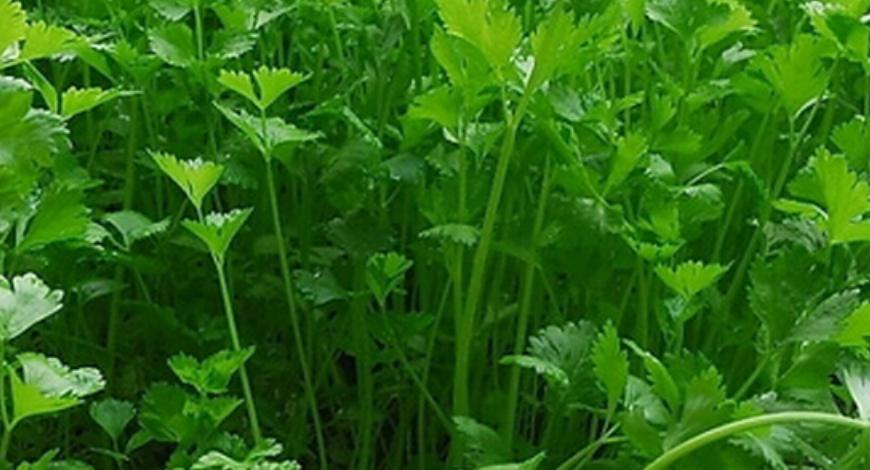 具体介绍一下香菜的一些种植方法,香菜种植时间和方法家庭种植香菜