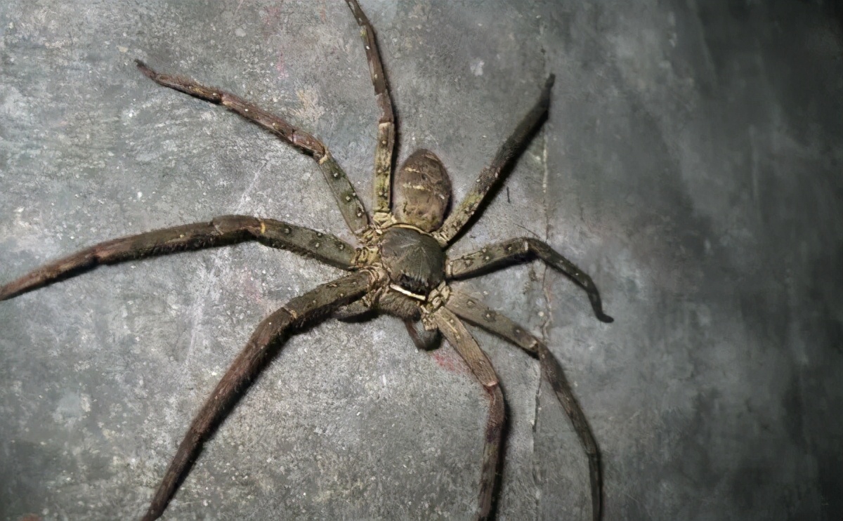 福建乡下一些常见的蜘蛛，看看有没有你认识的？