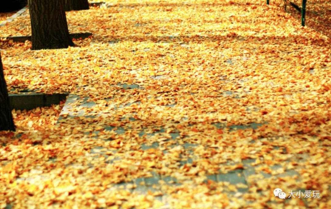 北京红螺寺银杏最佳观赏时间,北京赏银杏景区有哪些