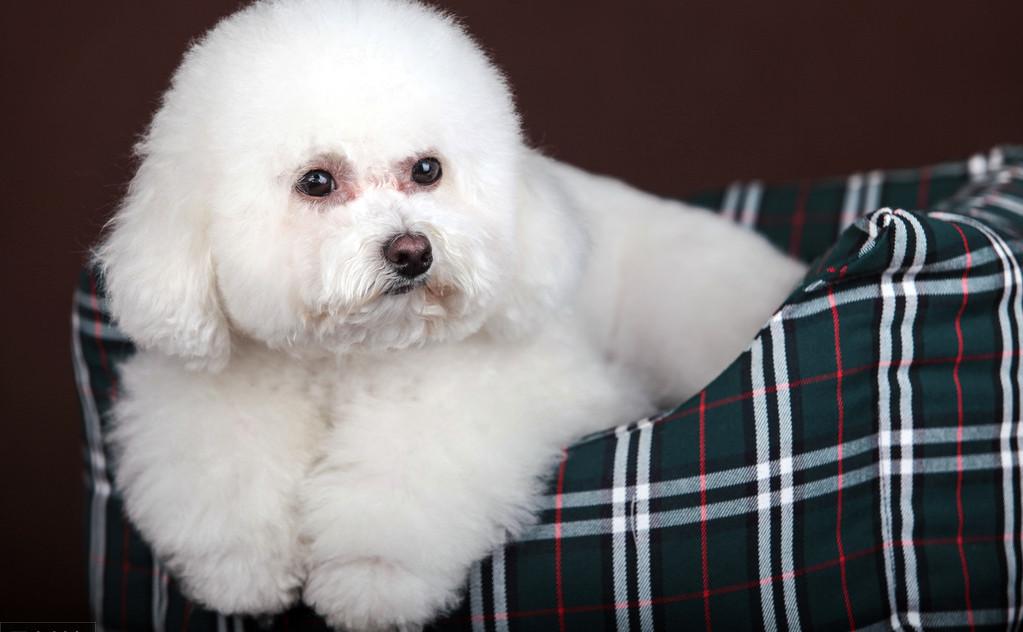 名贵赛级比熊，让弟弟养了15天后，这一团黑是什么东西？