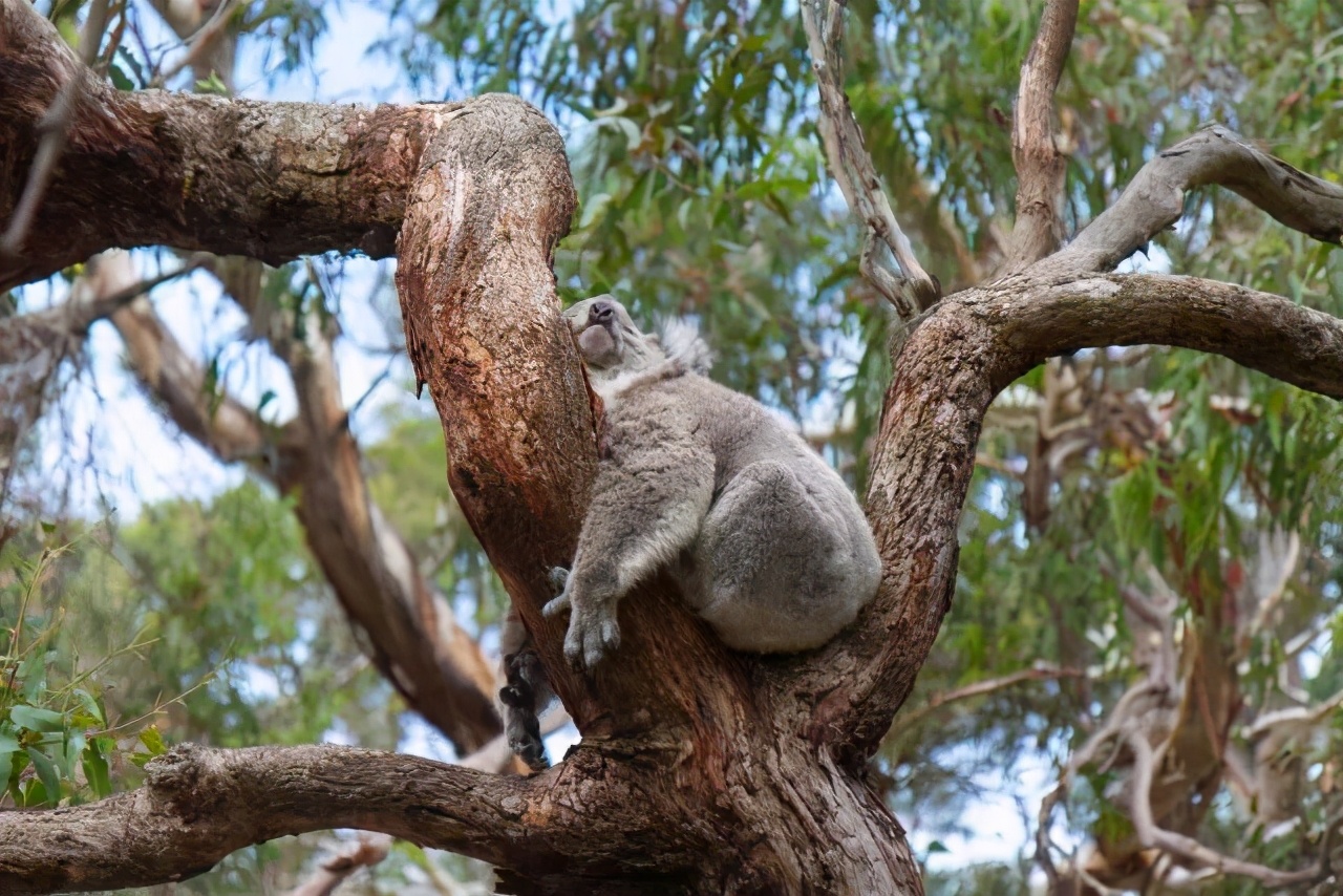 澳大利亚值得孩子去的旅游,春节去澳大利亚旅游