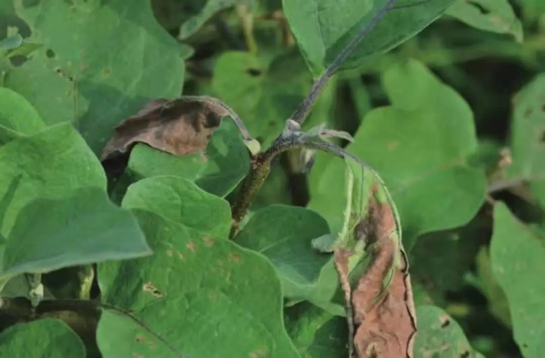 茄子虫害图片及症状,茄子虫害最佳治疗方法