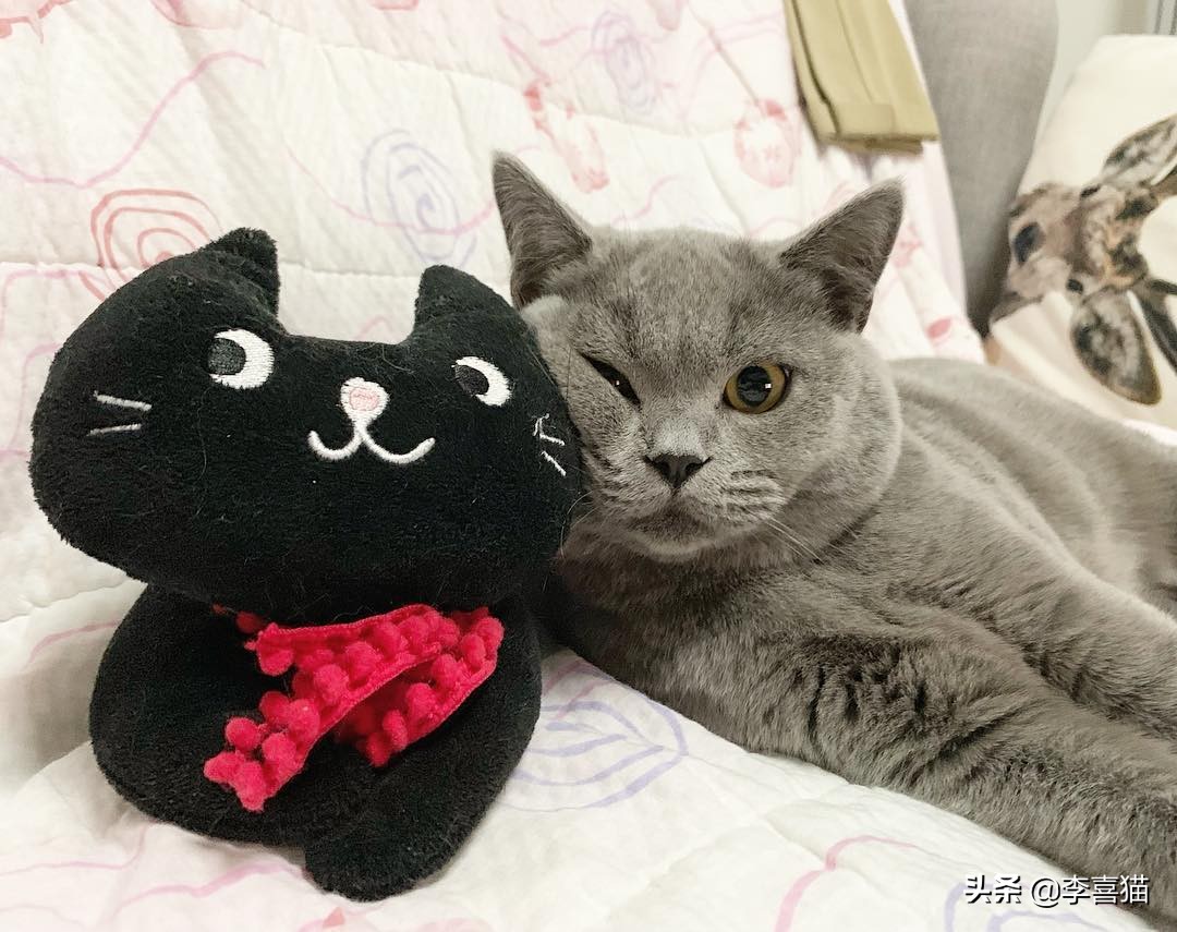 猫咪的驯化历史,猫咪的饲养技术