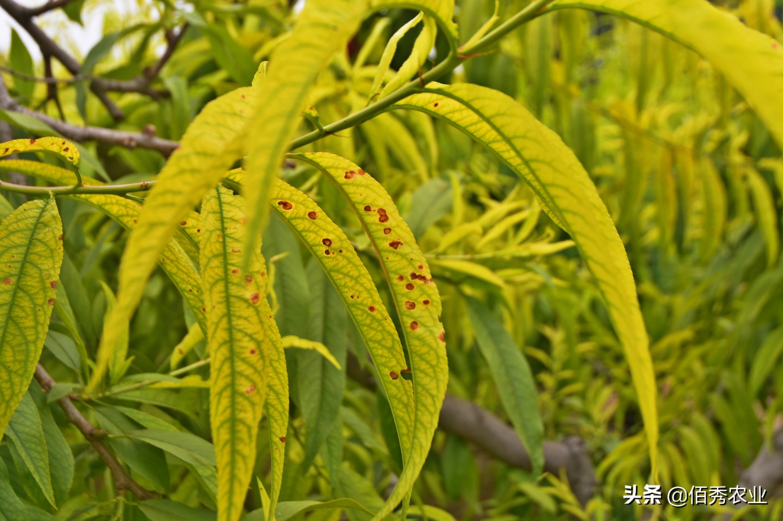 桃树叶片黄化施什么肥能够转绿,桃树补铁最佳配方