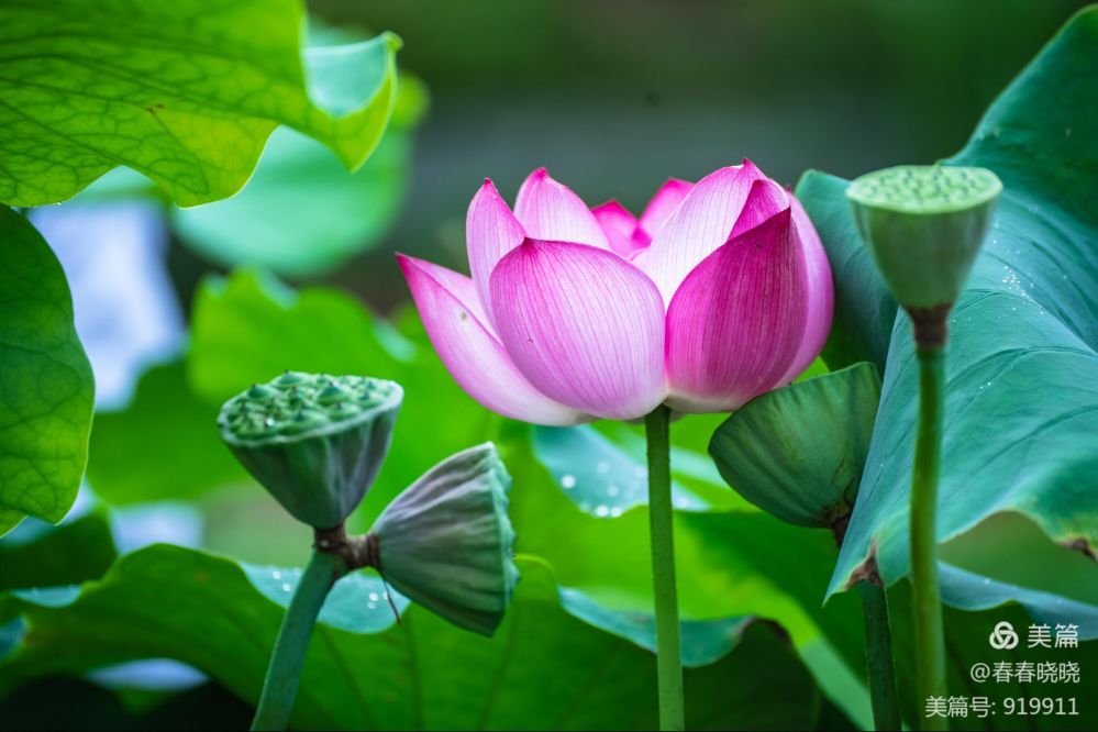 并蒂莲七绝二首,并蒂莲七绝诗