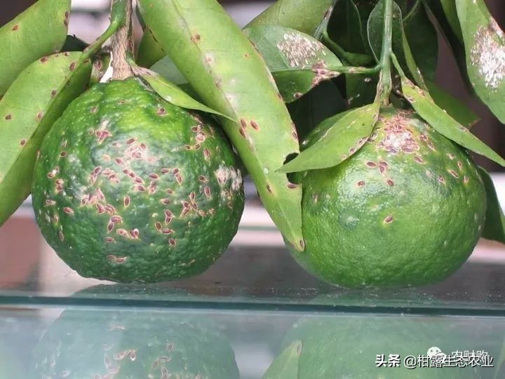 10类常见虫害高清图谱含防治方案,20种病虫害防治集合