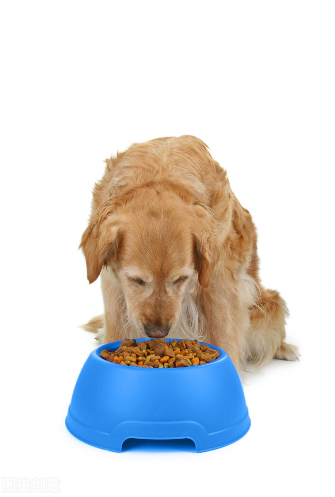 金毛晚上叫不停怎么办,金毛晚上爱叫