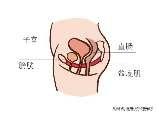 盆底肌的放松训练,盆底肌放松训练方法