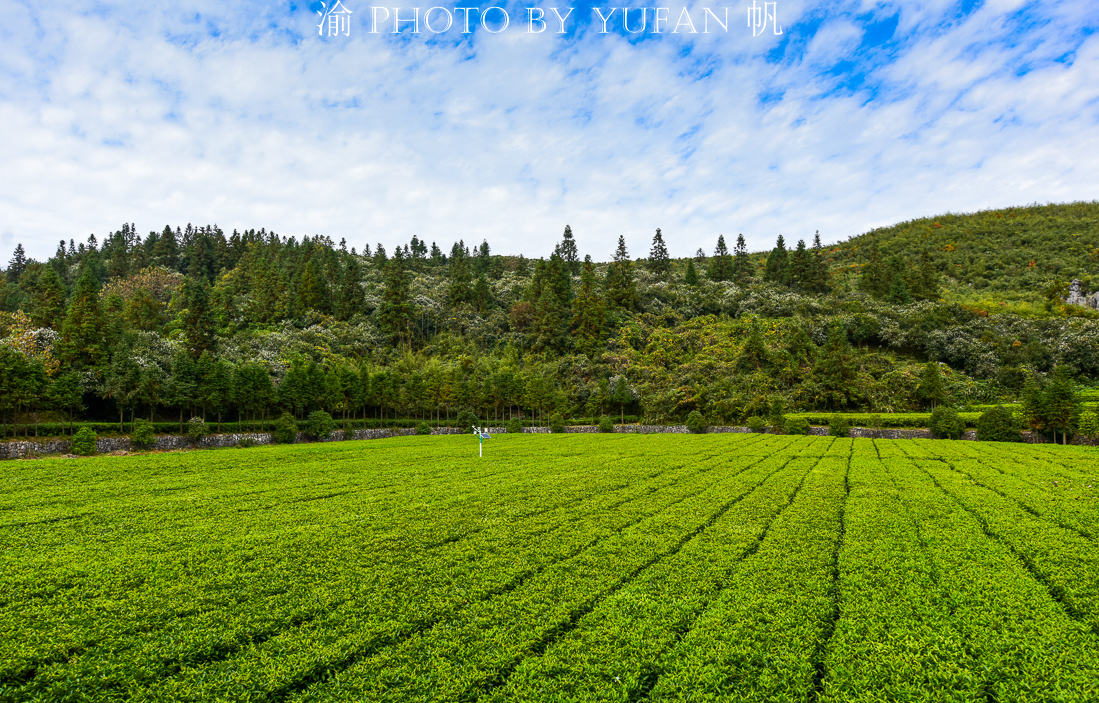 湖南省益阳市安化县特产黑茶,湖南安化县世界黑茶之都