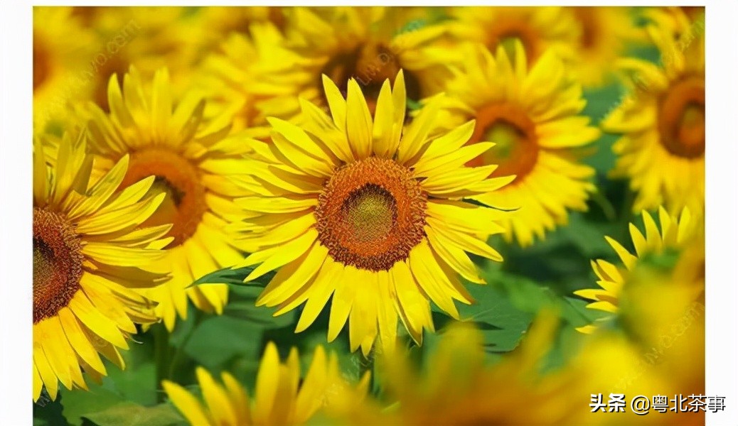 我26岁，不顾朋友劝阻奔现网友，结果被骗得身无分文后悔万分