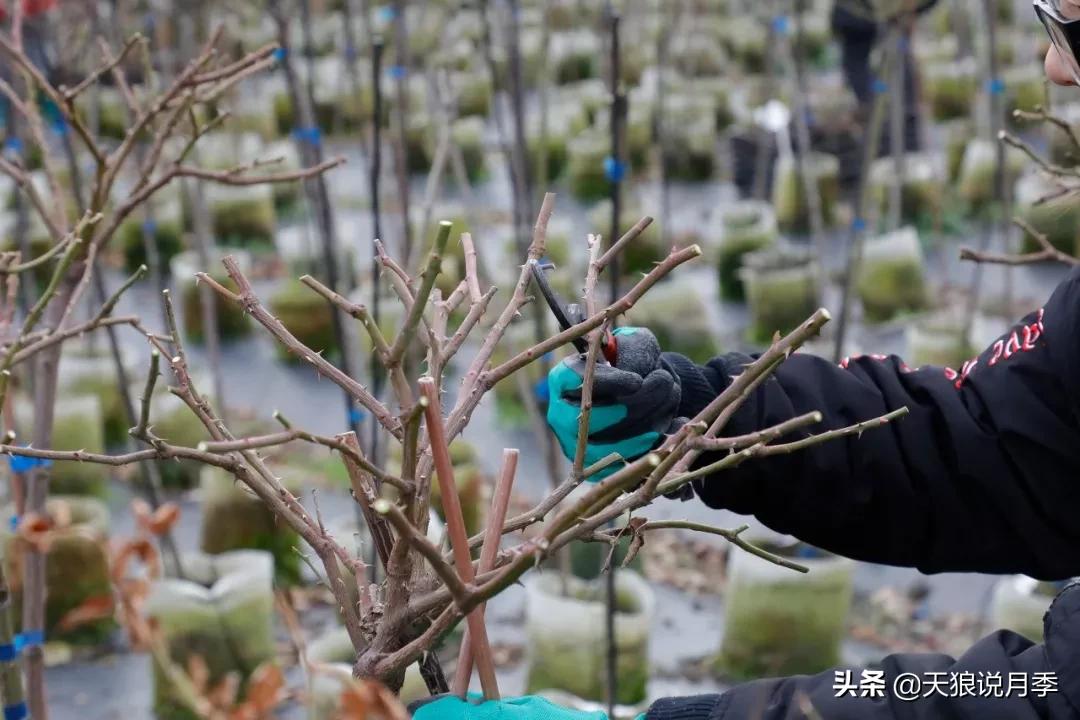 天狼月季起源,天狼月季是做什么的