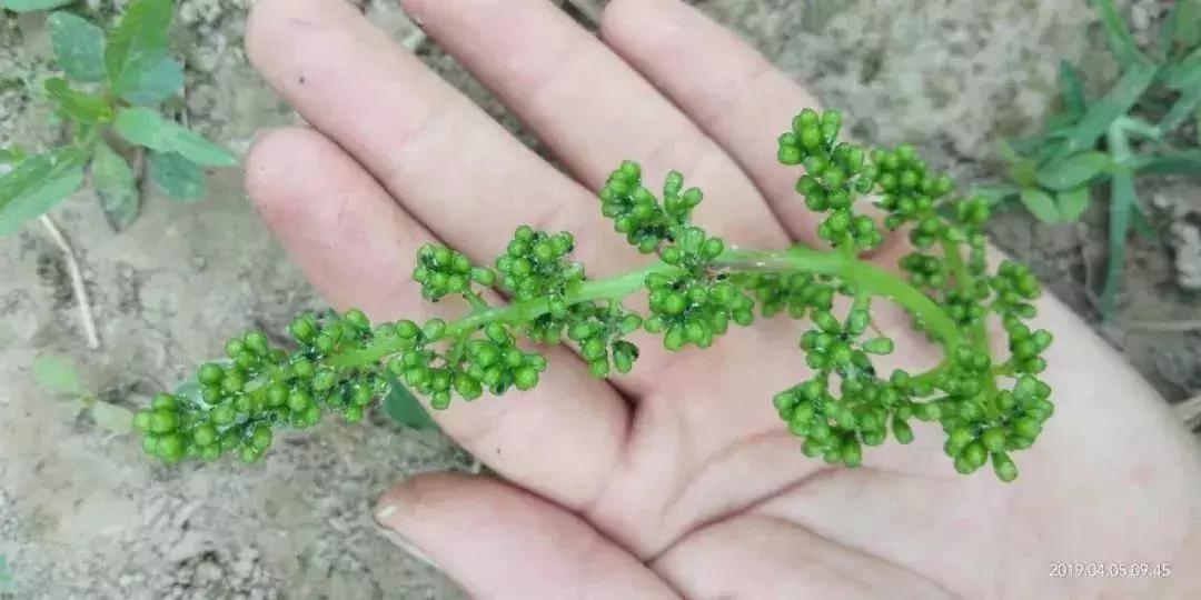 夏黑葡萄各个时间防哪些虫害,葡萄14种常见虫卵图解