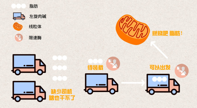 左旋肉碱怎么吃减肥效果最好,左旋肉碱能让减肥效率提高多少