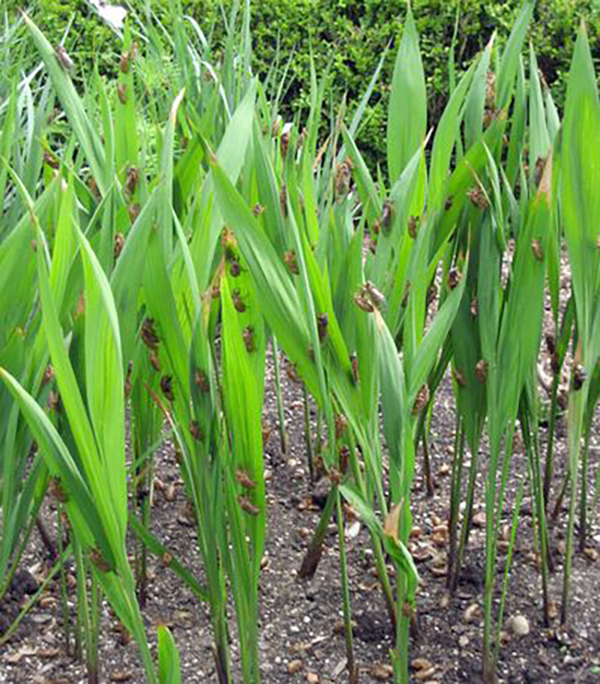 素数有哪些用途，北美洲有一种蝉，利用素数性质来巧妙躲避天敌！