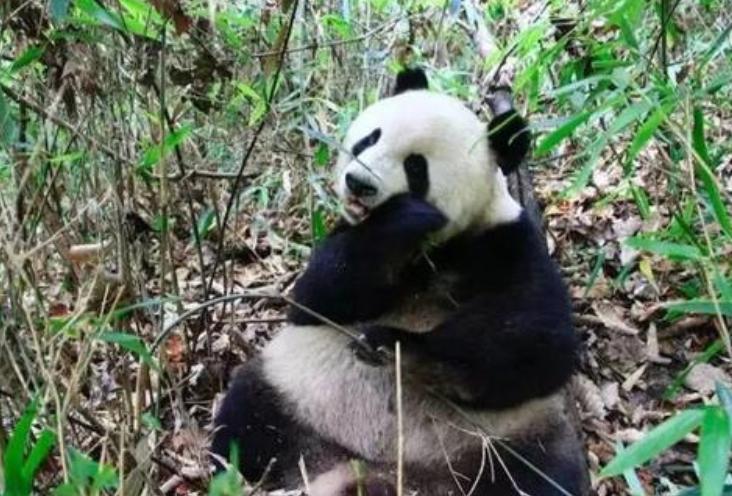 中国赠送日本最珍贵的动物，并非大熊猫，帮助日本皇室摆脱尴尬