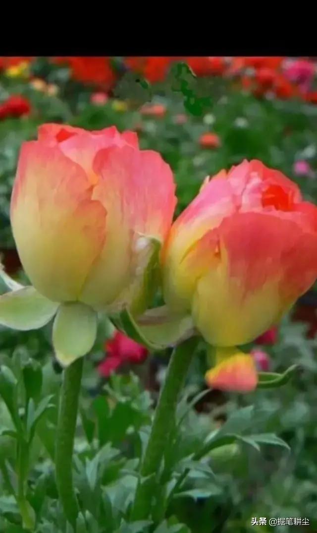 #情感诗文#原创《你若开心，我的爱便一如既往》