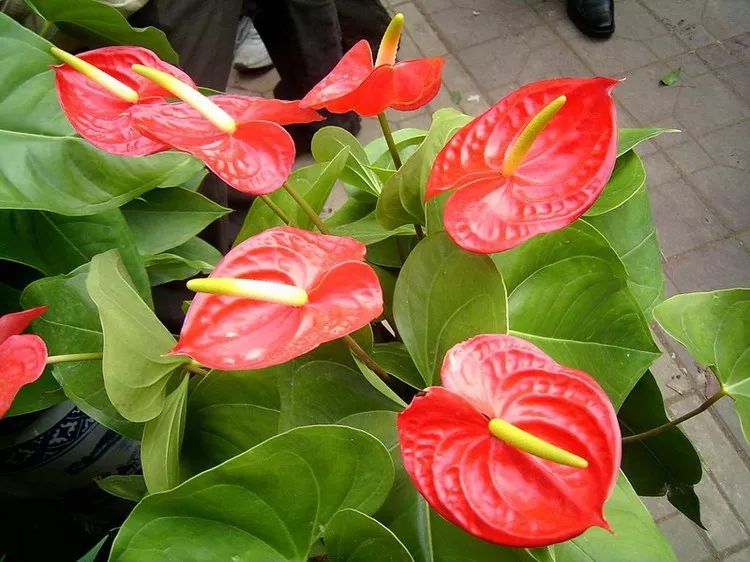 100种常见观叶植物图鉴史上最全,农村常见的100种植物