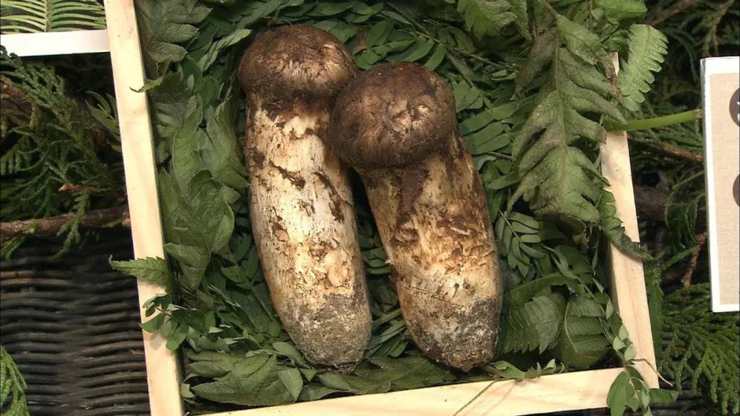 松茸菌干货的吃法,新鲜松茸菌怎么做好吃一点