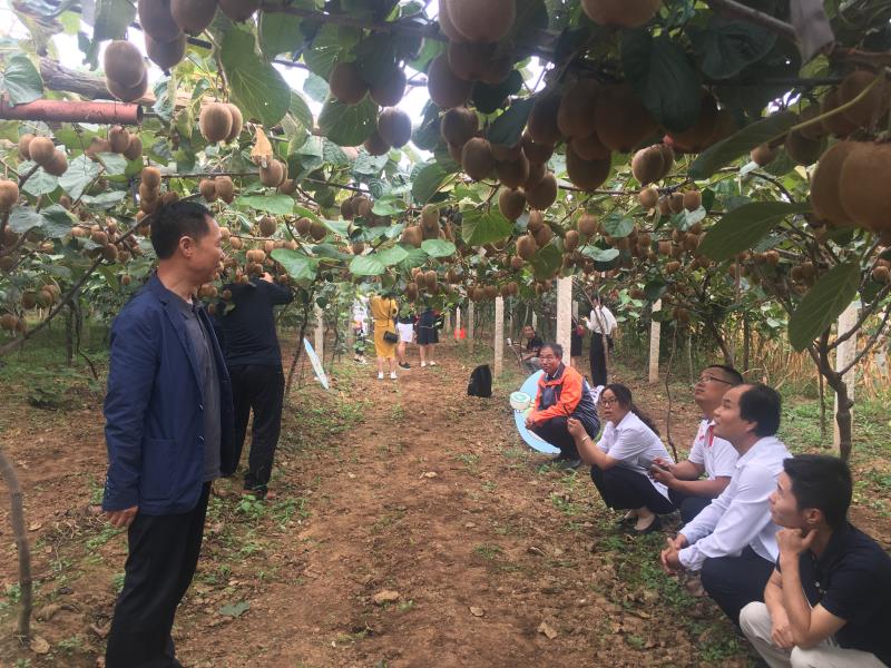 午井猕猴桃展销,陕西宝鸡扶风县午井镇猕猴桃