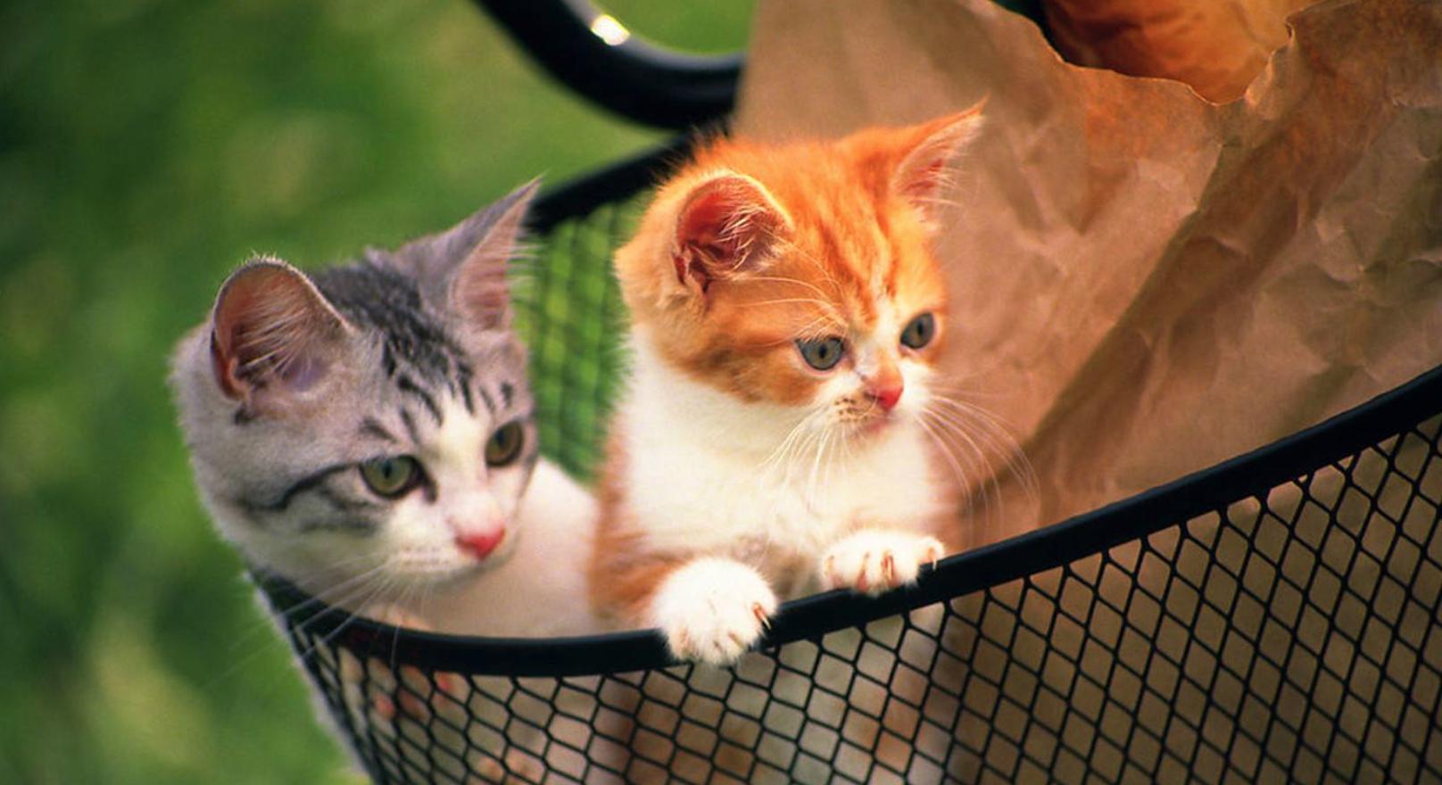 养宠小知识猫咪便秘怎么解决,猫咪会有抑郁情绪吗