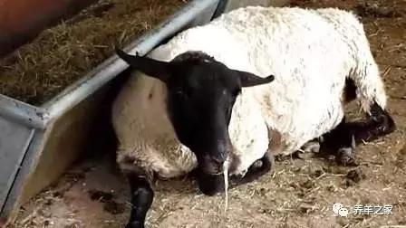 浅谈羊小反刍症状表现及治疗方法,羊疫清治疗小反刍是不是真的