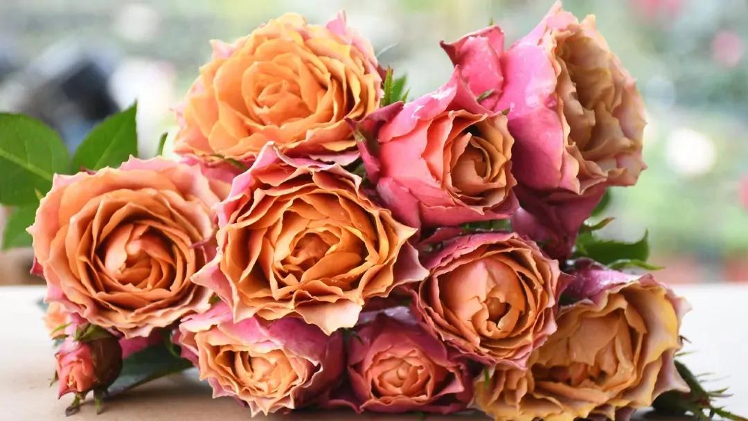 100种月季经典品种,100种经典月季品种