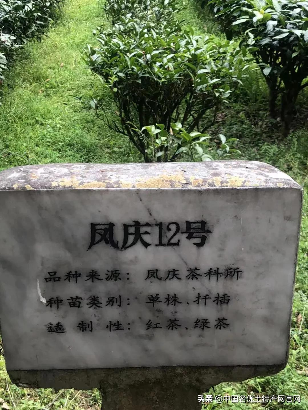 真假滇红茶,正宗滇红茶有什么味道吗