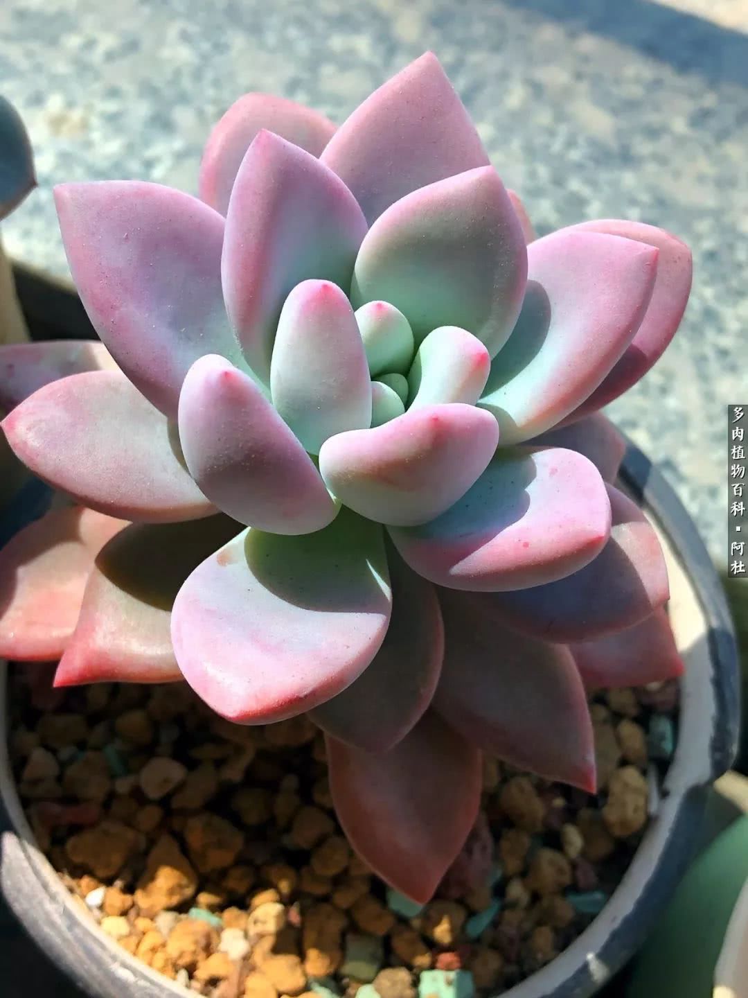 多肉有毒没毒,多肉有毒有毒