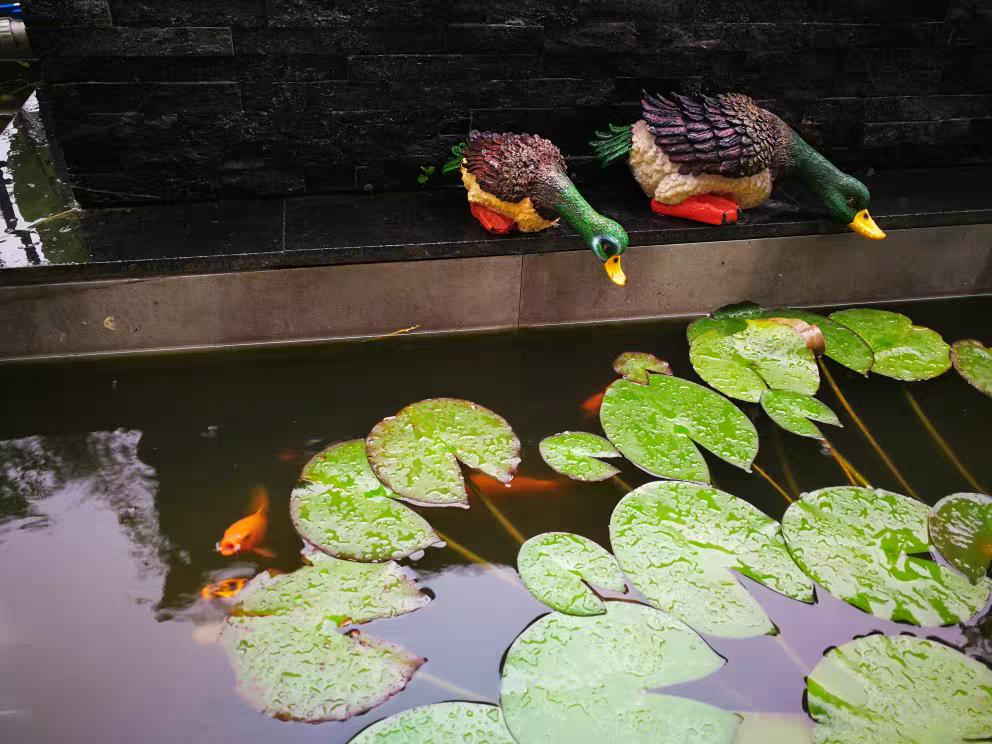 自建缸养锦鲤鱼视频,锦鲤趴鱼池怎么处理