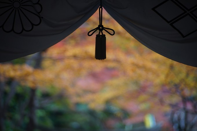 京都赏枫2022,京都赏枫必去景点有哪些好玩的